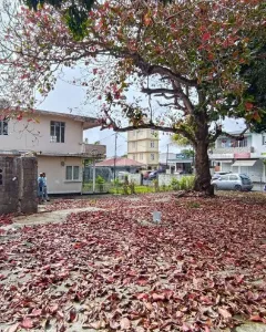 🏡 À VENDRE – TERRAIN À QUATRE-BORNES 